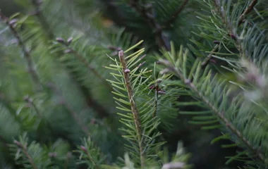 Már keresik a város karácsonyfáját