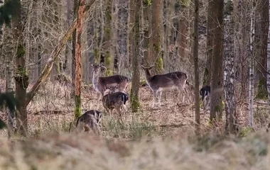 Az őszi hónapokban a legnagyobb a vadakkal ütközés veszélye