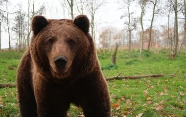 Nagytestű barnamedve portyázhat közelben