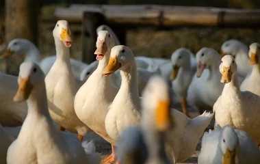 A házi baromfiban is megjelent a madárinfluenza