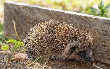 Bárki lehet szuperhős, mentsük meg a sünöket