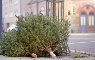 Ajándékot adnak a kidobott karácsonyfáért