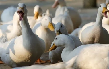 Minimalizálható a madárinfluenza terjedésének kockázata