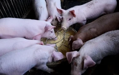 A kormány felvásárlással és kompenzációval segíti a sertéstartókat