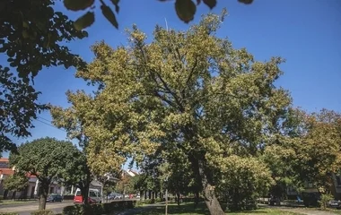 Debrecen esélyes az Európa Zöld Fővárosa címre