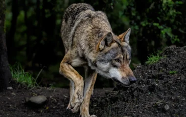 Újabb, nem várt fordulat a két éve megölt svájci farkas ügyében