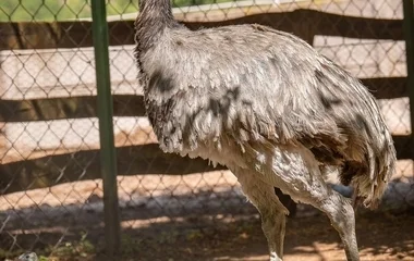 Történelmi siker a Zoo Debrecenben: Nandu fiókák keltek ki