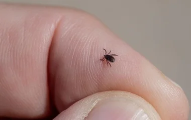 Brutális kullancsinvázióval nézünk szembe idén