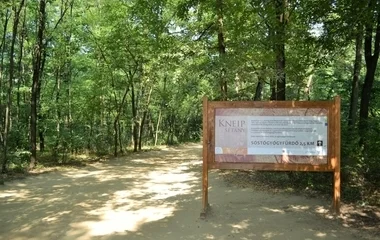 Klímabarát díjat kapott a Nyírerdő