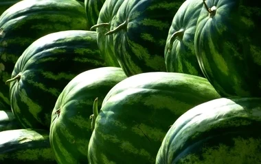 Dinnyerazzia: Érettség, tisztaság, származás – jön az ellenőrzéshullám.