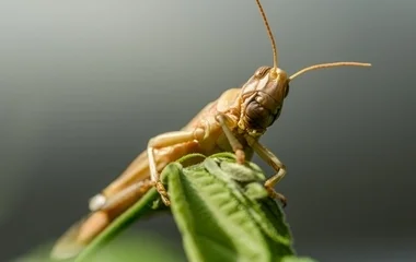 Sáskajárás sújtja az Alföldet