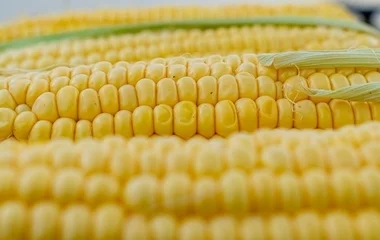 Az idei csemegekukorica-termés országos átlagban várhatóan a tavalyi szintet hozza