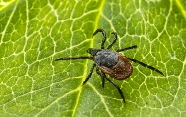 Afrikai eredetű, veszélyes kullancsok jelentek meg Magyarországon