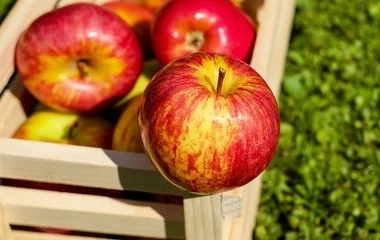 Felháborodtak a szabolcsi almatermelők az ipari alma árán