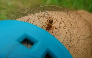 Támadnak a repülő kullancsok