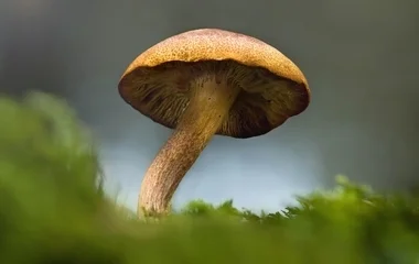 Beindult az őszi gombaszezon, gyilkos is van köztük