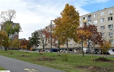 Új fák a Korányin