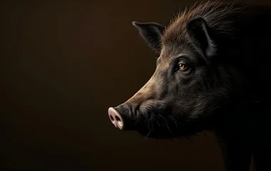 Megjelent az afrikai sertéspestises hazánkban