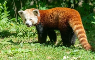 Látogatói kedvenc költözött el a debreceni állatkertből